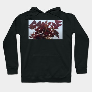 Oxalis Hoodie